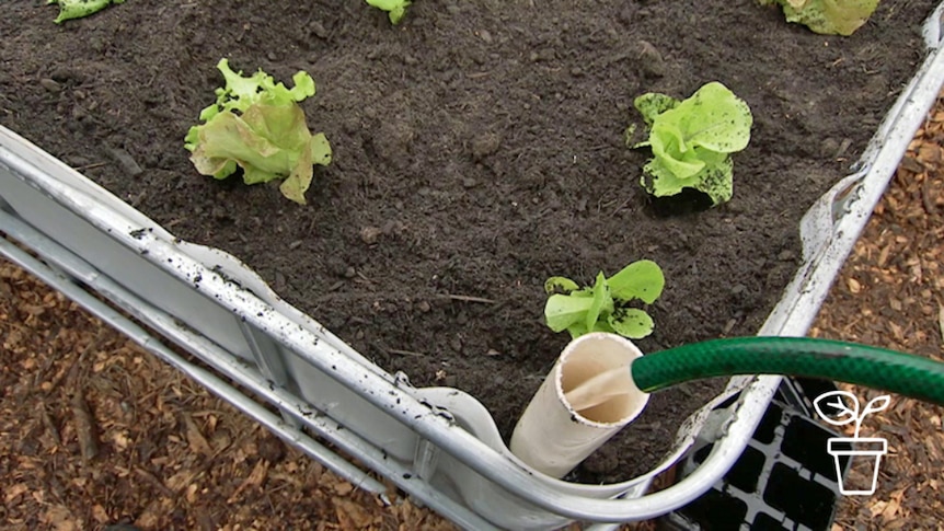 How to make a wicking bed: a veggie patch watering solution for