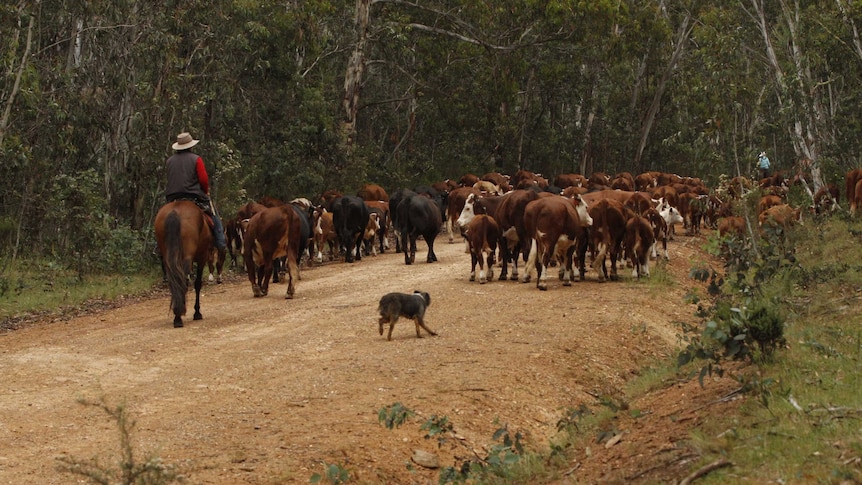 The cattle at the rear of the mob are slowed down by their calves.