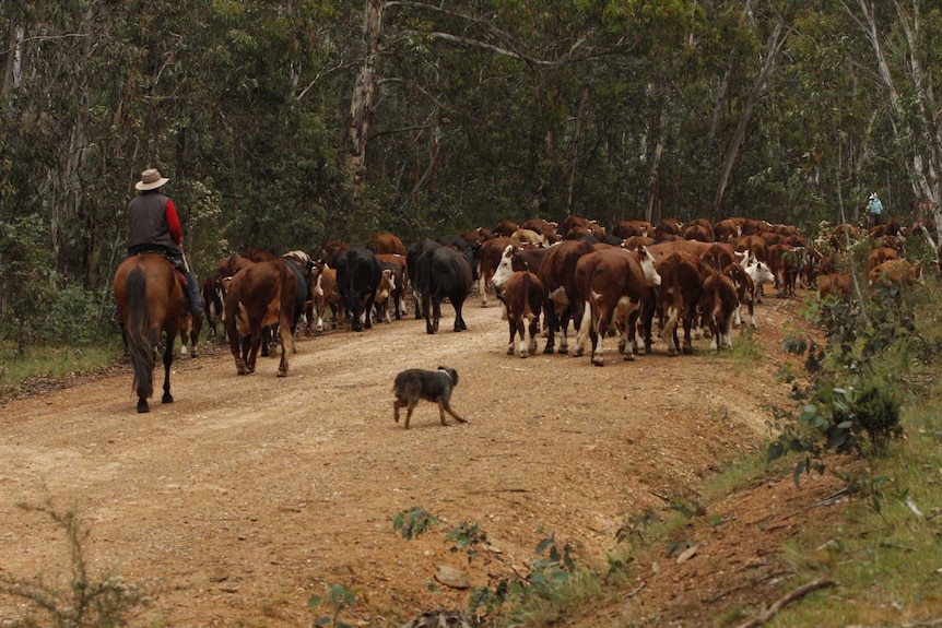 The cattle at the rear of the mob are slowed down by their calves.