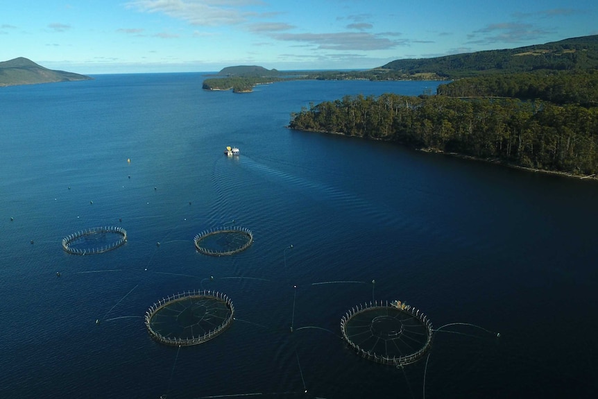 Tassal salmon pens at Port Arthur