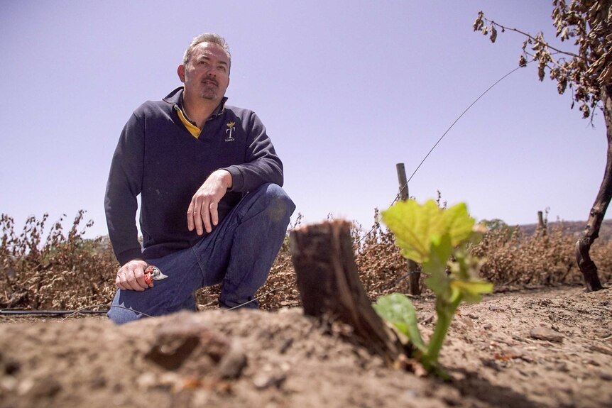 A man squats in a burnt vineyard with a green leaf sprouting