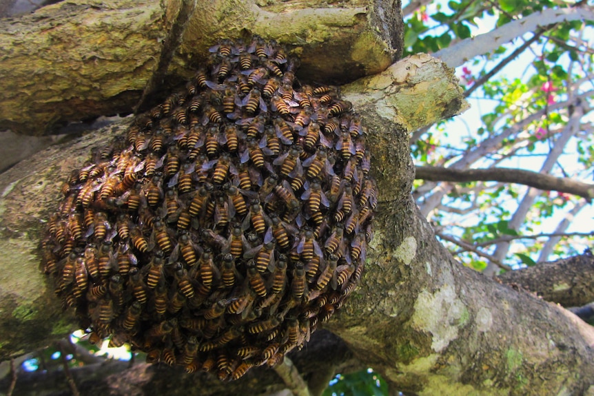 A thick swarm of asian honeybees on a tree branch. They're clinging together in a large mound on the thick branch. 