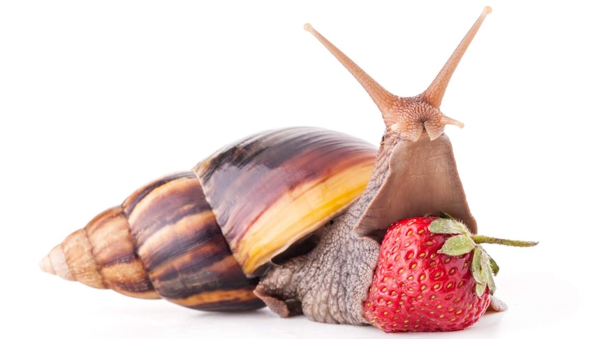 Giant African snail on a strawberry