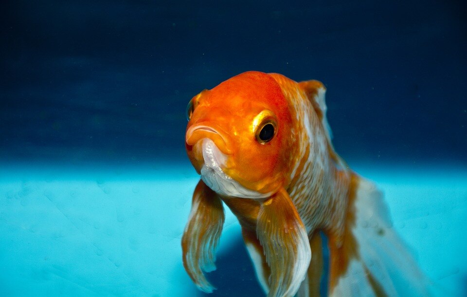 A goldfish looks directly into the camera while swimming in a bowl
