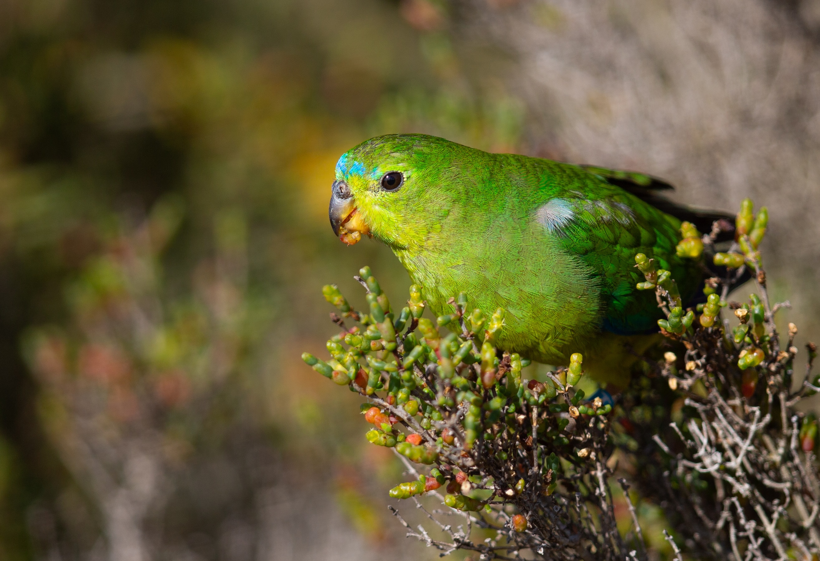 Yellow green parrot with light blue crown resting on a shrub.