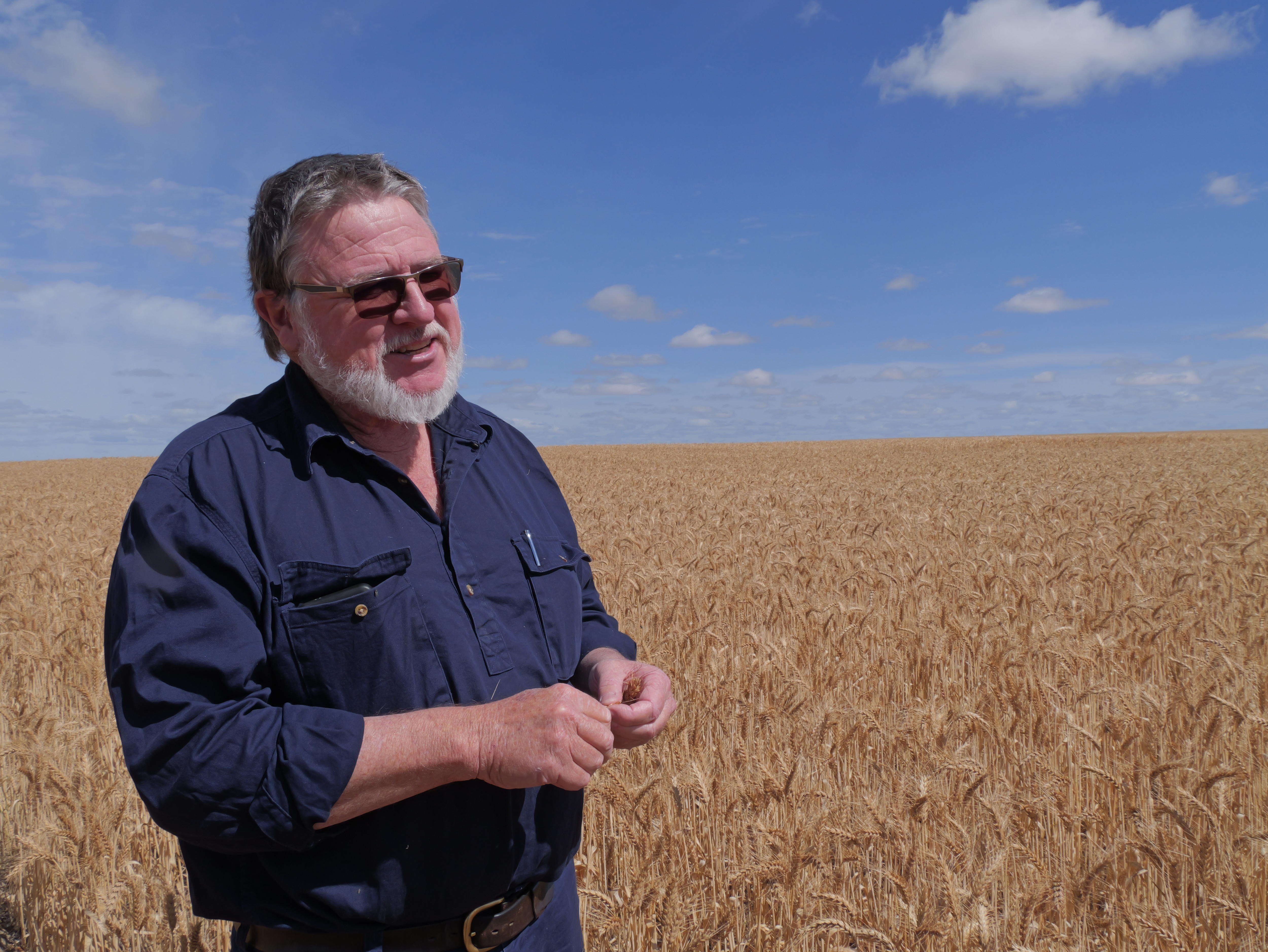 Um homem de camisa azul marinho está em um prado de trigo.