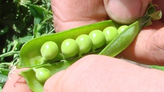 These peas will be snap frozen within hours for the frozen pea market.