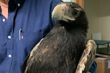 Man holds an injured eagle