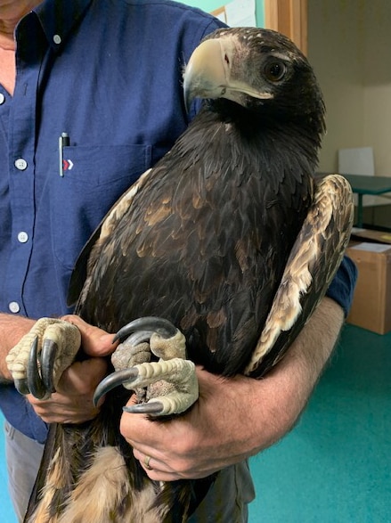 Man holds an injured eagle