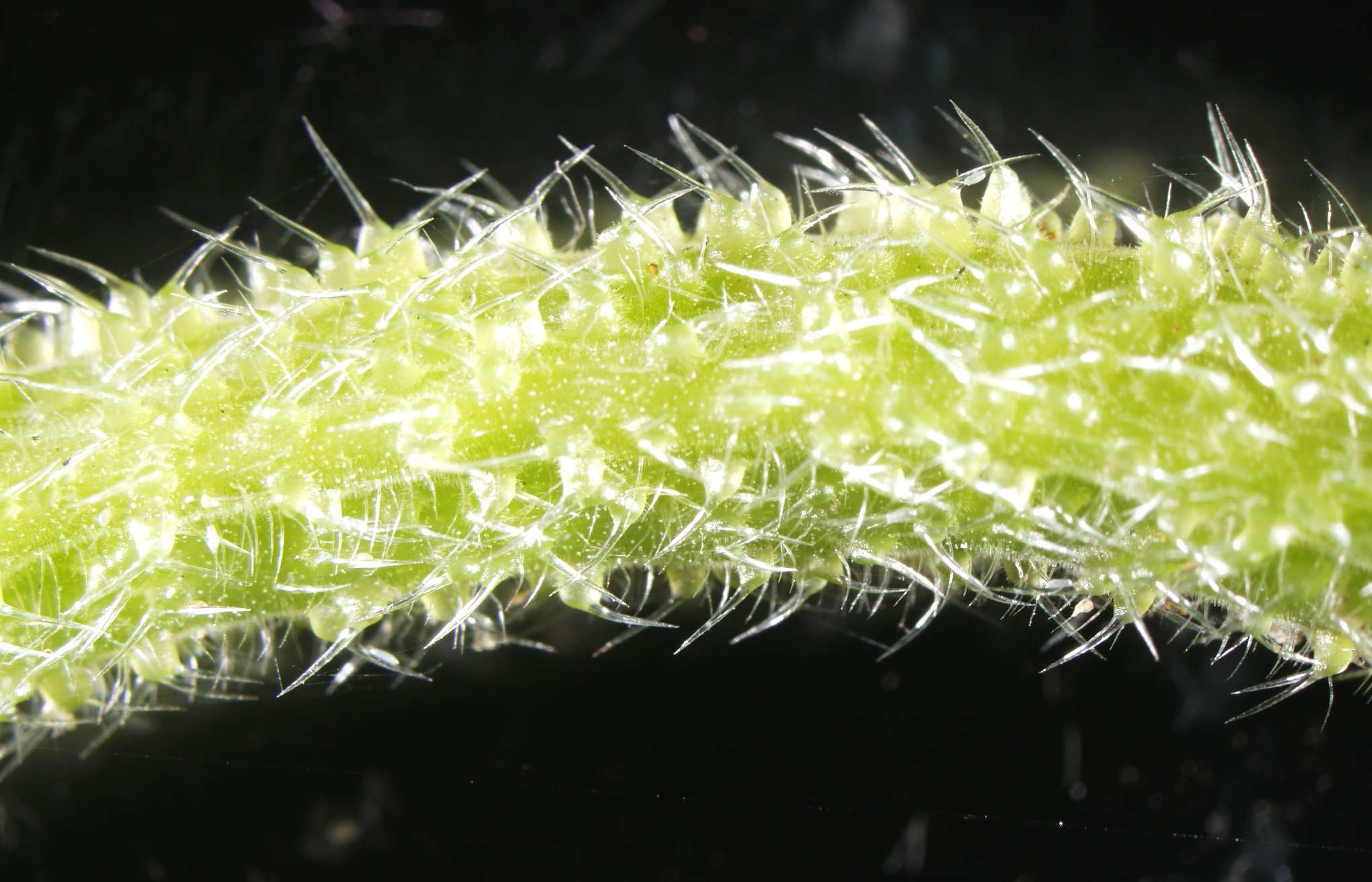 A close up image of the needle-like hairs found all over Australian species of stinging tree.