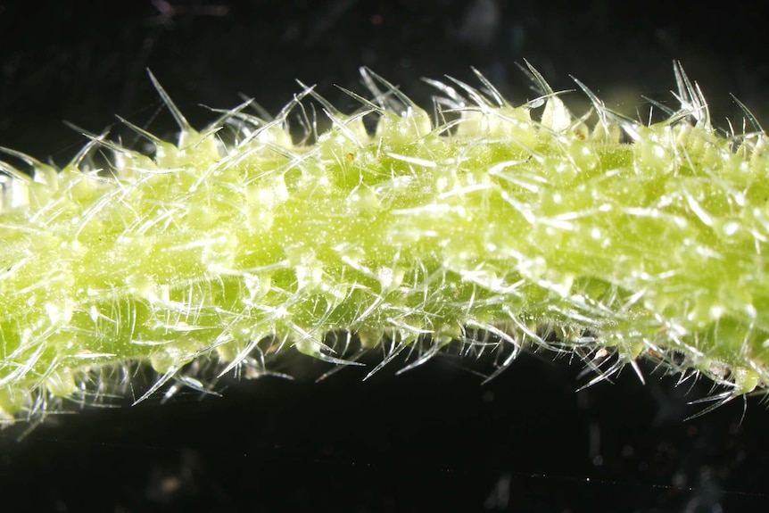 A close up image of the needle-like hairs found all over Australian species of stinging tree.