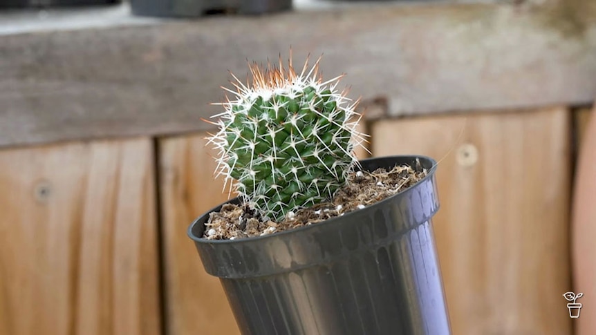 A small cactus in a black plastic pot.