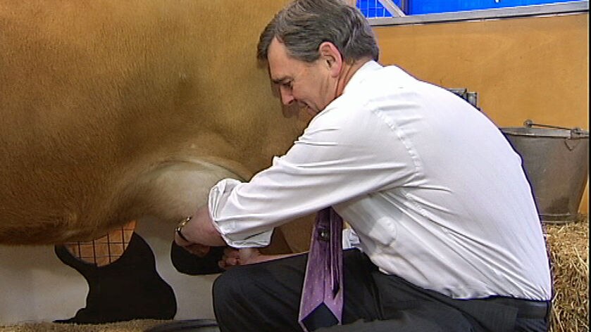 Victorian Premier, John Brumby milks a cow at the 2009 Royal Melbourne Show