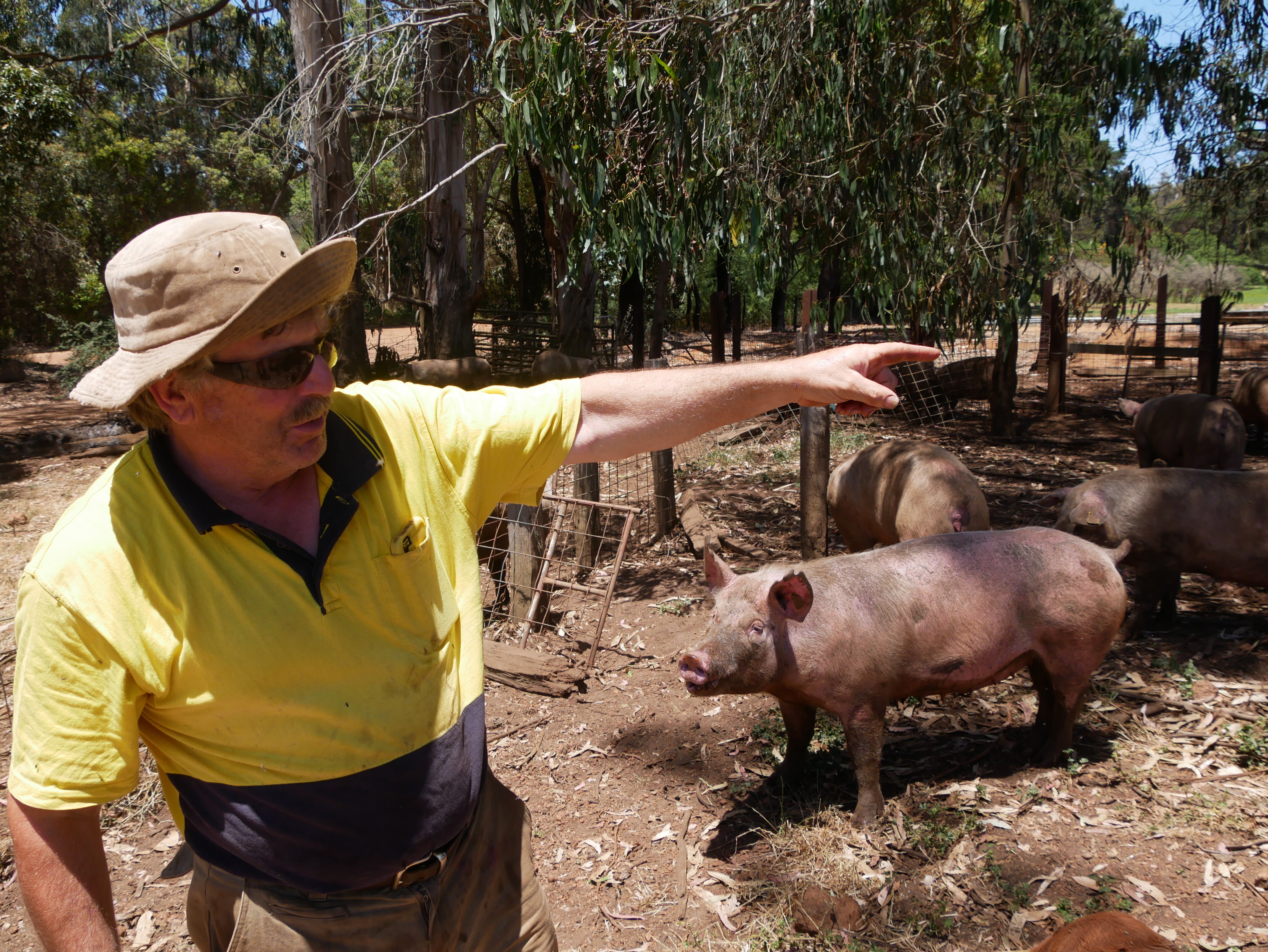 Bryan Hickman stands beside one of his pigs