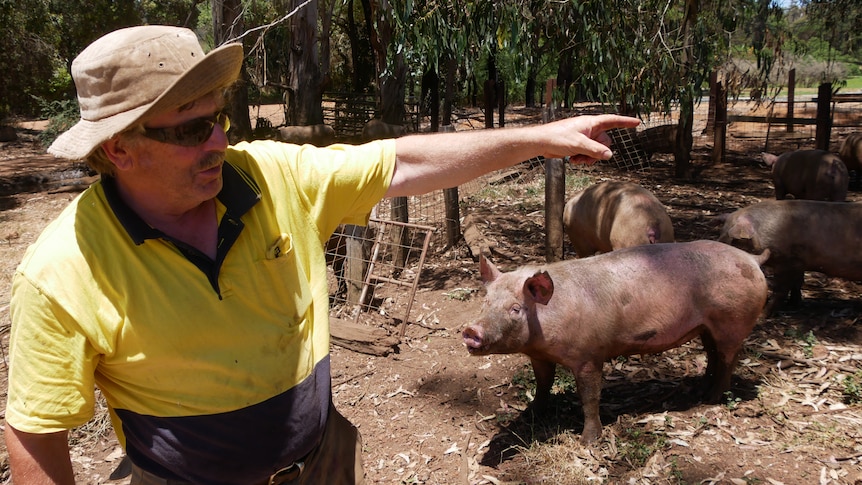Bryan Hickman stands beside one of his pigs