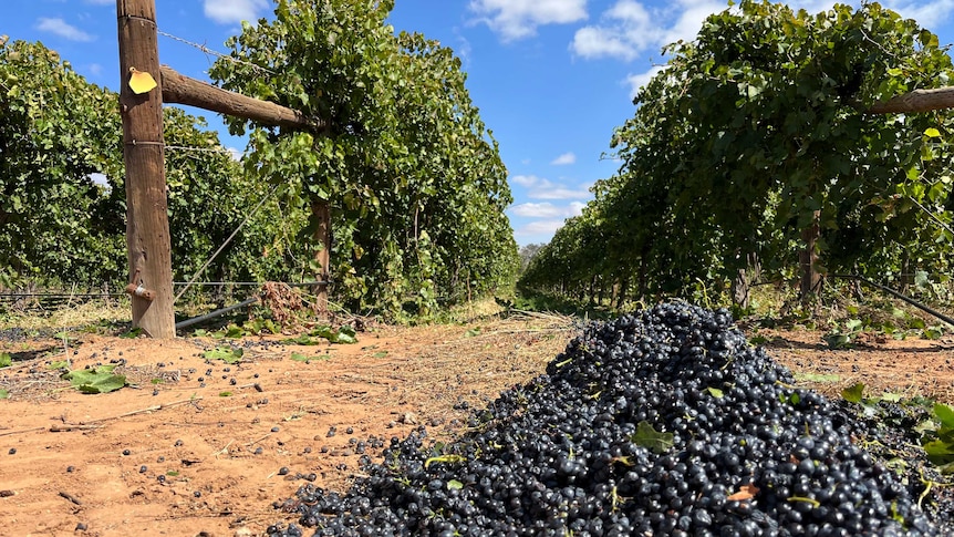 A pile of shiraz grapes at the end of a row of vines