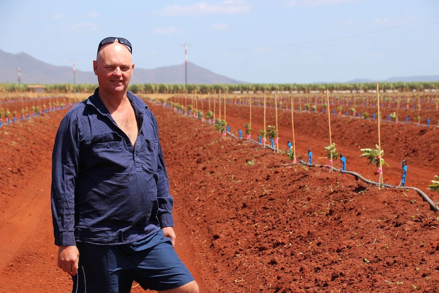Farmer Leon Collins stands in front of a paddock of newly planted avocados at Lakeland