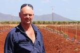 Farmer Leon Collins stands in front of a paddock of newly planted avocados at Lakeland