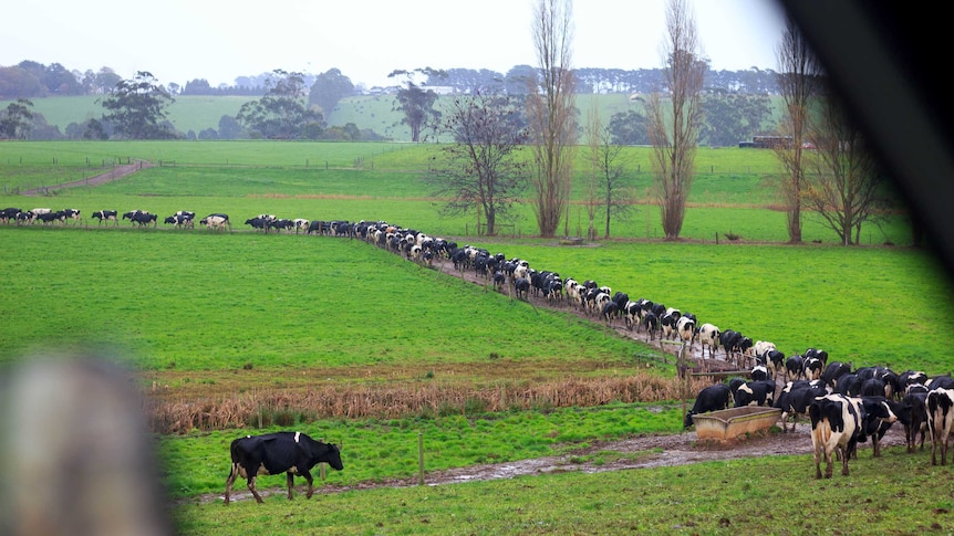 Cows makes their way to a shed for milking in Victoria's Gippsland.