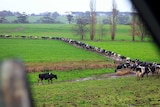 Cows makes their way to a shed for milking in Victoria's Gippsland.