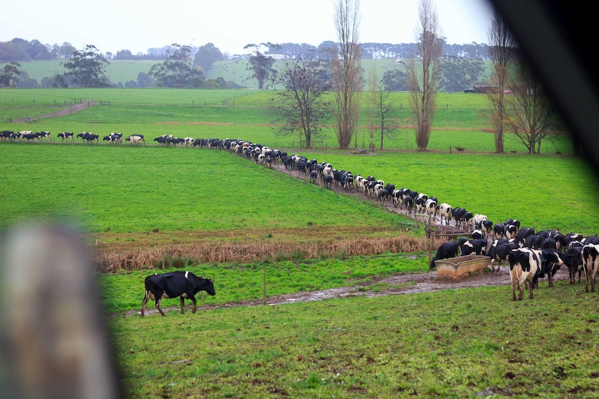 Cows makes their way to a shed for milking in Victoria's Gippsland.