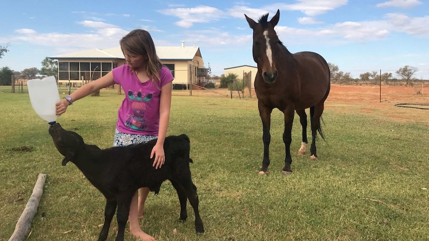 A child feeds a poddy calf form a bottle while a horse stands nearby