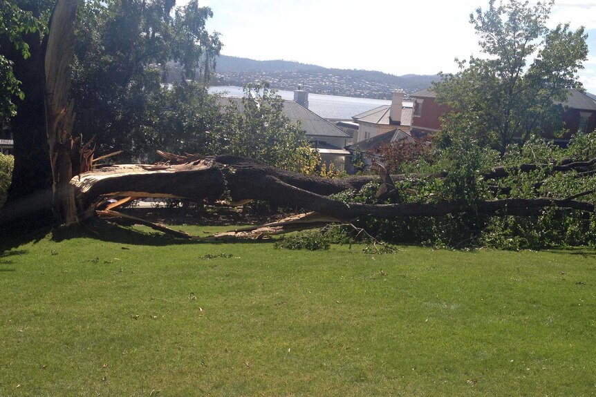 A tree split in half in Princes Park Battery Point after severe winds hit Hobart.