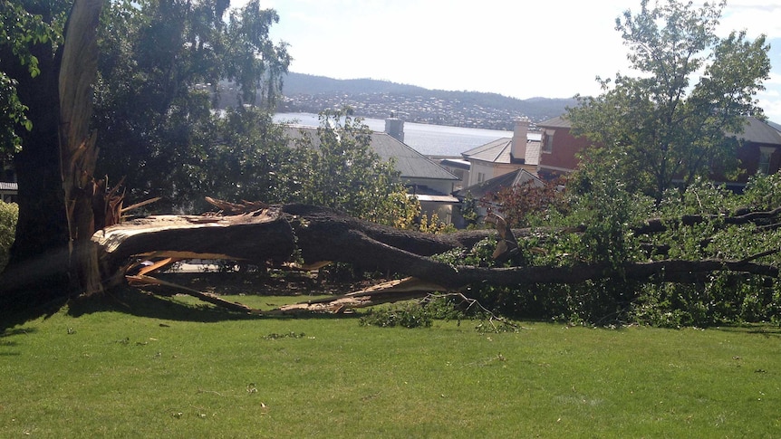 A tree split in half in Princes Park Battery Point after severe winds hit Hobart.