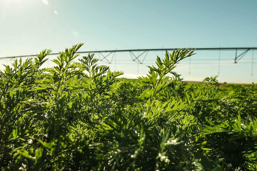 A field of irrigated carrots in north-west Victoria.