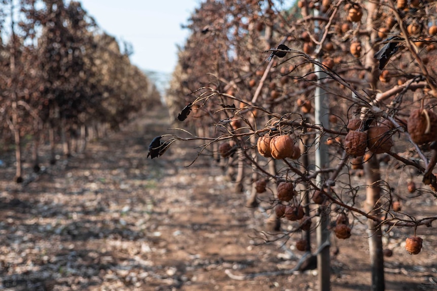 Cooked apples sit on burnt out apple trees, the apples and trees are both brown and black.