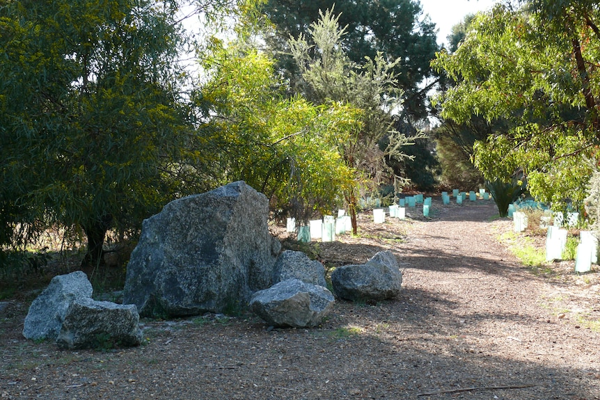 Boulders alongside a tree-lined pathway.