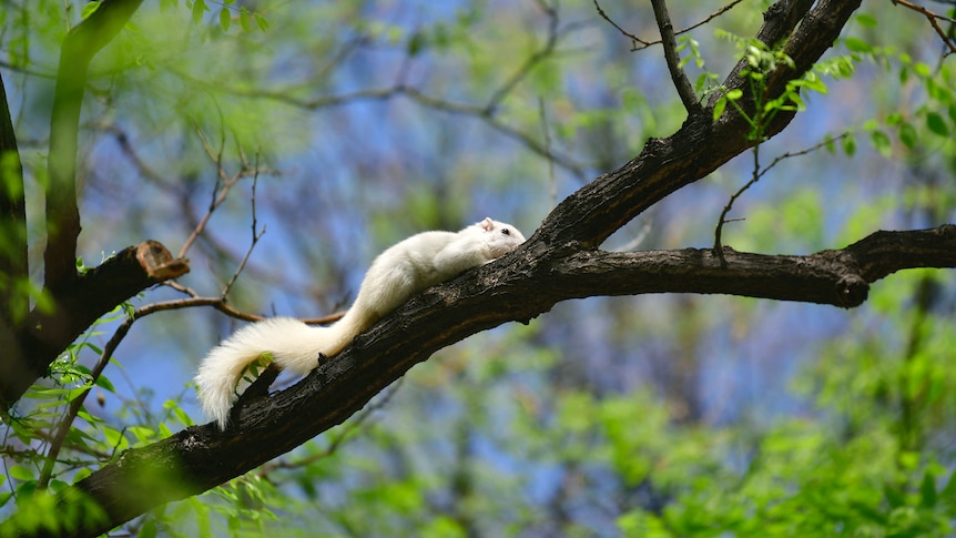 A rare white squirrel is relaxing and playing on a tree branch under a clear day sky.