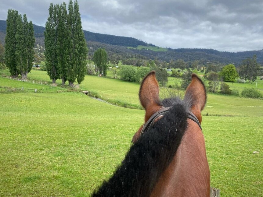 The back of a horse's head as it looks at a lovely scene of green rolling hills and poplar trees.