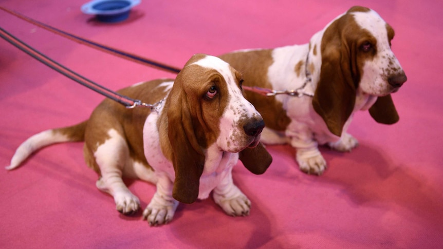 Basset Hounds at Crufts