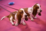 Basset Hounds at Crufts