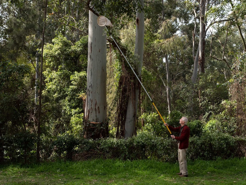 Michael Batley catching bees with net