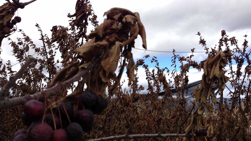 Bushfires near Ellendale north of Hobart  burnt out a cherry orchard