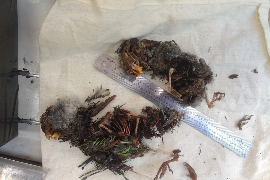 Dead swift parrots after glider attack