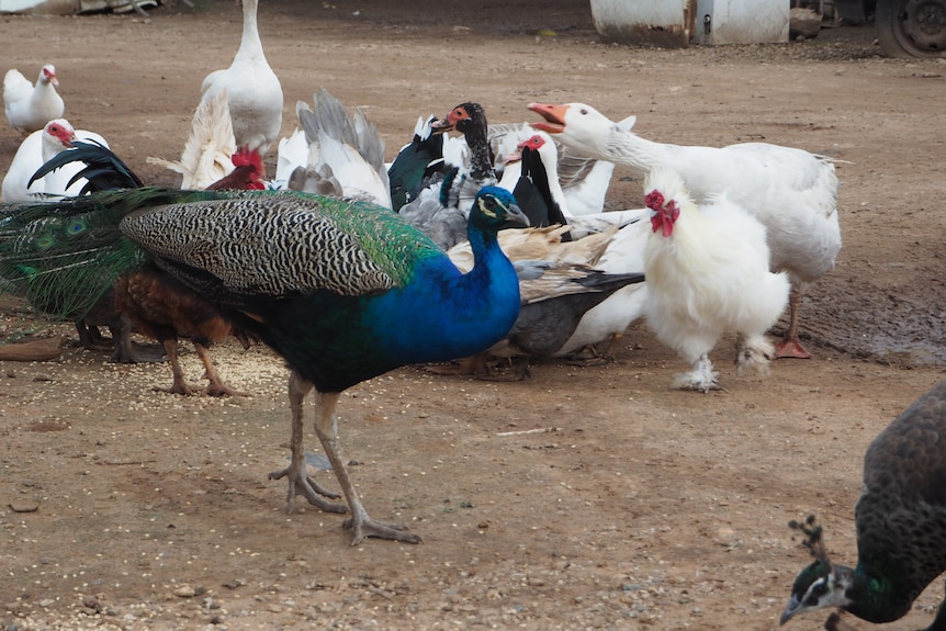 Peacocks on Jon Blaikie's farm.