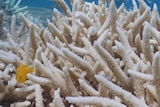 An underwater photo showing a bright orange fish swimming around some spiky coral that has been bleached white.