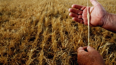 File photo: Farmer holding barley (Getty Images: Ian Waldie)