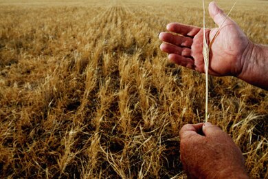 File photo: Farmer holding barley (Getty Images: Ian Waldie)