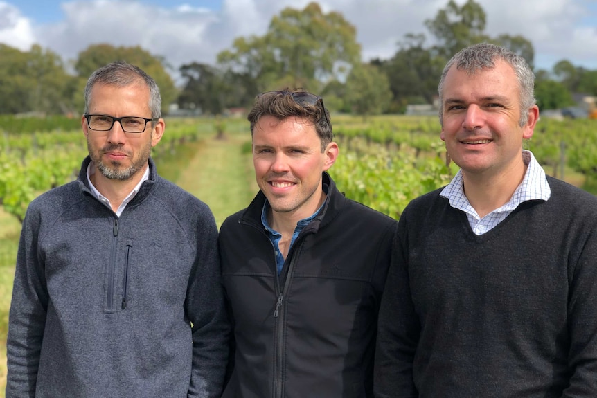 Three men standing in a vineyard.