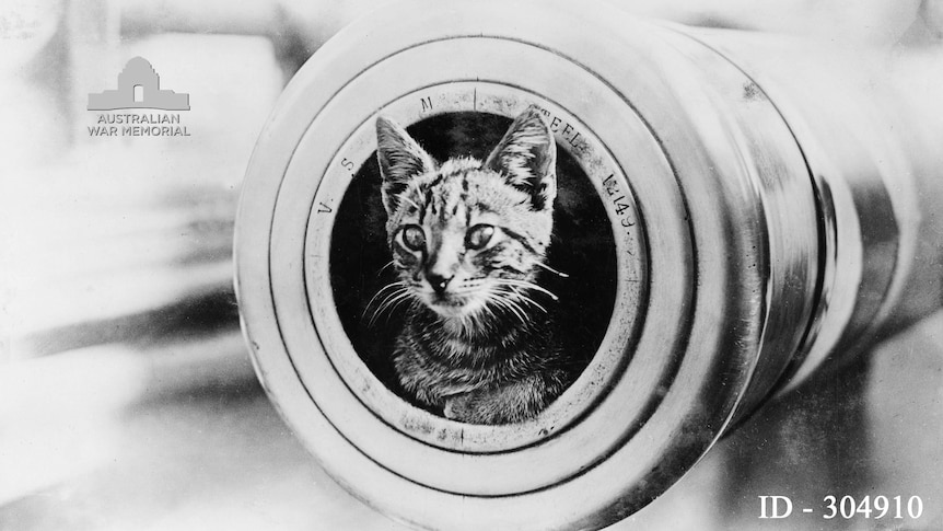 Cat mascot on HMAS Encounter during WWI