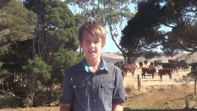 Boy stands outside, cows in background