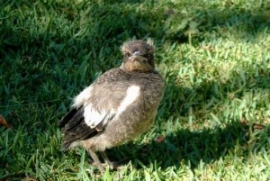A baby magpie on the ground