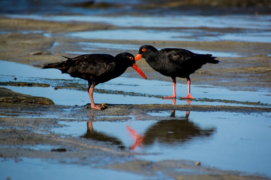 Two black birds on a beach