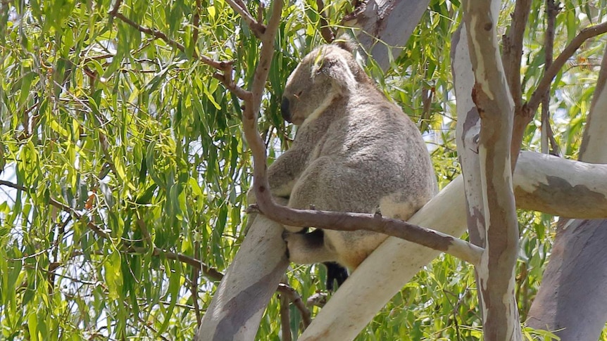 Koala in a tree at land at Cowley Street at Ormiston, east of Brisbane, while tree clearing being done on January 27, 2021.