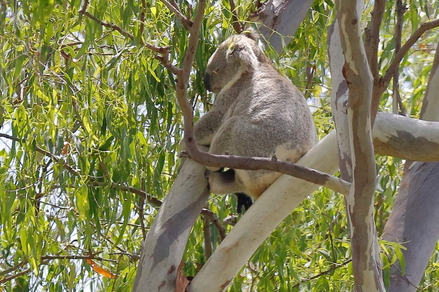 Koala in a tree at land at Cowley Street at Ormiston, east of Brisbane, while tree clearing being done on January 27, 2021.