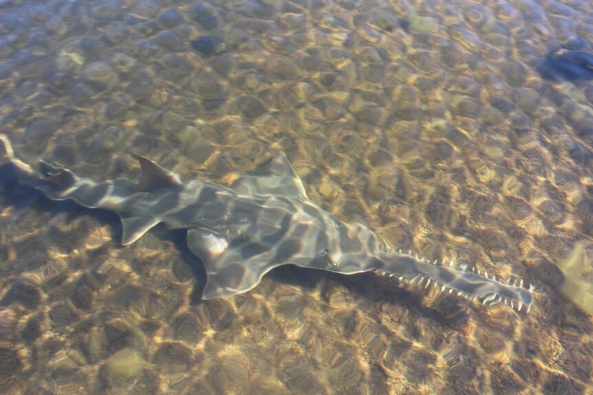 A sawfish in water, sandy bottom is visible.